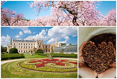 South Moravia and Almond festival
