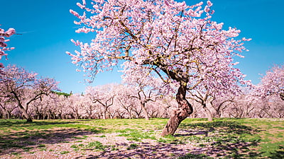South Moravia and Almond festival South Moravia and Almond festival
