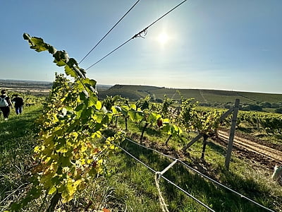 Great Carpathian wine day tour Great Carpathian wine day tour